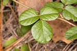 Sand ticktrefoil 